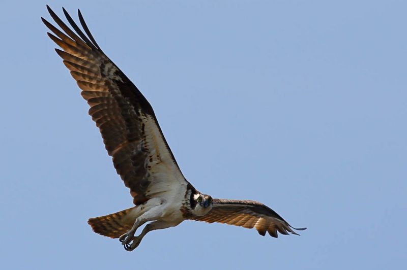 Aves de rapina, exemplo de águia-pesqueira