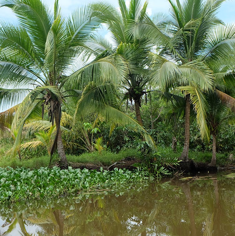 Turfeiras tropicais no Panamá. Fonte: Angela Gallego-Sala, CC BY-ND.