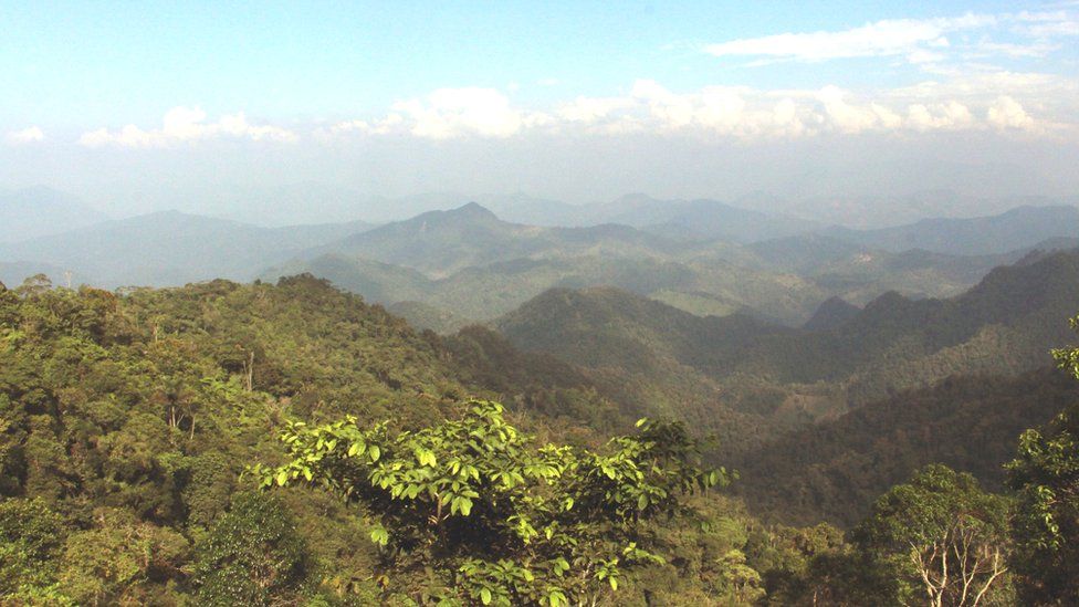 Florestas antigas não danificadas são grandes sumidouros de carbono de longo prazo. Fonte: RBGKEW