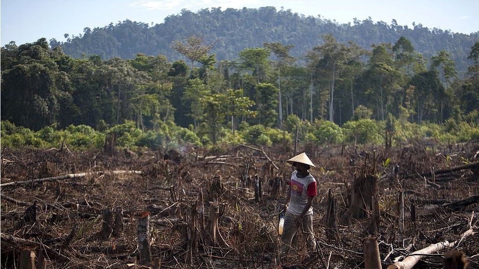 Devemos pagar às nações para proteger os ecossistemas dos quais todos nós dependemos? Fonte: GETTY IMAGES.