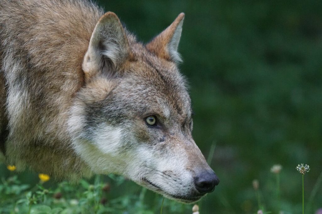 Imagem ilustrativa de espécie de lobo.