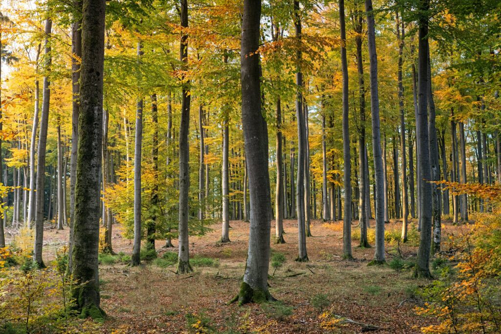 A exposição à floresta foi associada a pontuações mais altas para a cognição, disseram os pesquisadores.