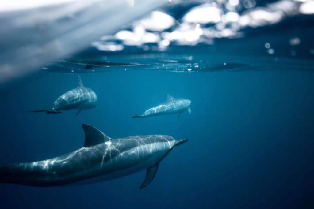 Pela primeira vez, os cientistas encontraram um golfinho que “se identifica como um boto”, capaz de fazer sons de cliques únicos da espécie.