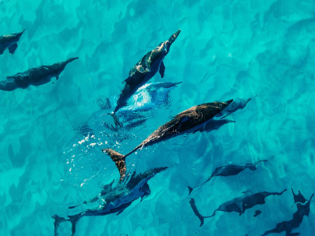 Um golfinho comum brincando nas águas escocesas. Pesquisadores observaram um golfinho solitário selvagem chamado Kylie que pode vocalizar como um boto.