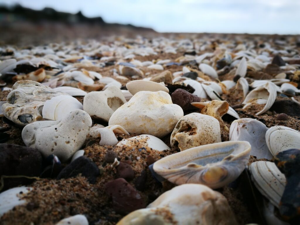As conchas, descartadas depois que o animal foi removido para cozinhar, sujam uma praia nas Bahamas, onde a concha é um prato favorito e também uma exportação significativa.