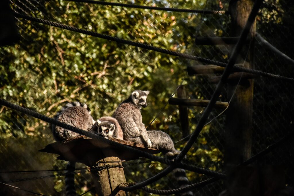 Um lêmure-de-cauda-anelada toma sol na Reserva Berenty, Madagascar. Embora esses mamíferos possam gerar seu próprio calor corporal, eles buscam o calor do sol para que seu metabolismo não tenha que fazer todo o trabalho. Fonte: Foto de Ines Azevedo no Unsplash.