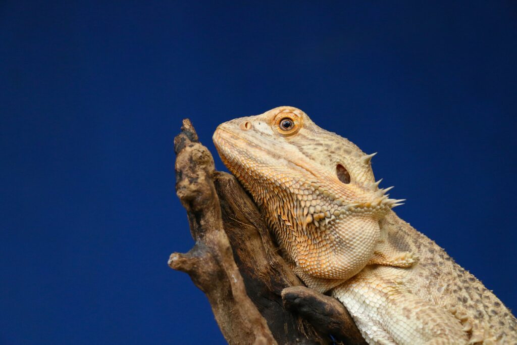 Um dragão-barbudo-central se aquece em um tronco nas colinas de Adelaide, no sul da Austrália. Os dragões barbudos são famosos amantes do sol e, quando ficam muito quentes, abrem a boca para ajudar a esfriar. Fonte: Foto de Pierre Bamin no Unsplash.