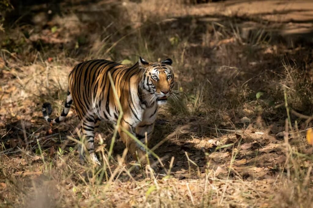 As listras de um tigre podem ajudá-lo a se misturar com o ambiente ao redor, dificultando a visão da presa. Fonte: Sourabh Bharti/iStock via Getty Images Plus.