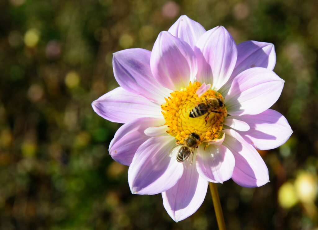 Abelhas carpinteiras em contato com pólen. Plantar flores nativas ajuda as abelhas de várias maneiras.